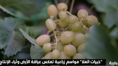 العلا