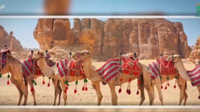 الإبل والسعوديين صنوان لا يفترقان على مر الأزمان.