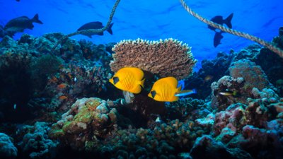 البحر الاحمر